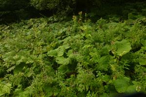 lokalita